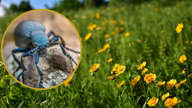 Trujący chrząszcz wytwarza na swoich odnóżach ciecz, która chroni go przed drapieżnikami.