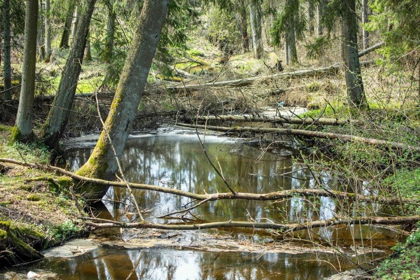 Zalew Czapielówka w Czarnej Białostockiej zachwyca po...