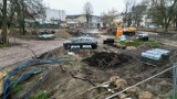 Sadzą nowe rośliny na skwerze Ireny Sendlerowej w Kielcach. Prace potrwają do wiosny. Zobaczcie zdjęcia 