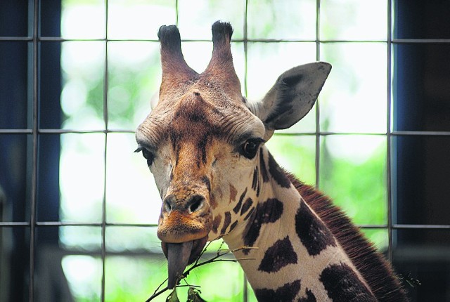 Za tydzień ma przyjechać do zoo w Łodzi pierwsza nowa żyrafa