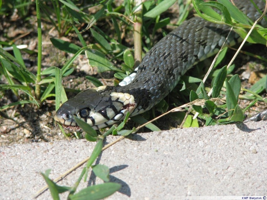 Wąż leżał przed domem [zdjęcia]