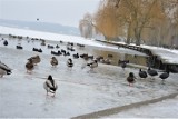 Jezioro ścięte lodem, ptasie sejmiki na tafli. Zimowe klimaty w Nowogardzie