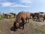 Koniki polskie ze Świnoujścia - Prokurator Rejonowy skierował skargę na decyzję SKO