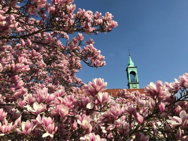 Magnolia na kluczborskim rynku.