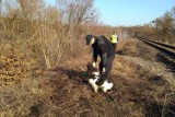 Zaginionego Adriana Dudka z Brodnicy poszukiwali z pomocą psa do wykrywania zwłok