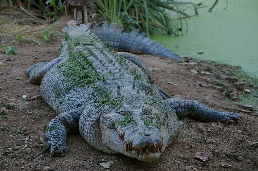 Krokodyl w Jeziorze Kunickim?