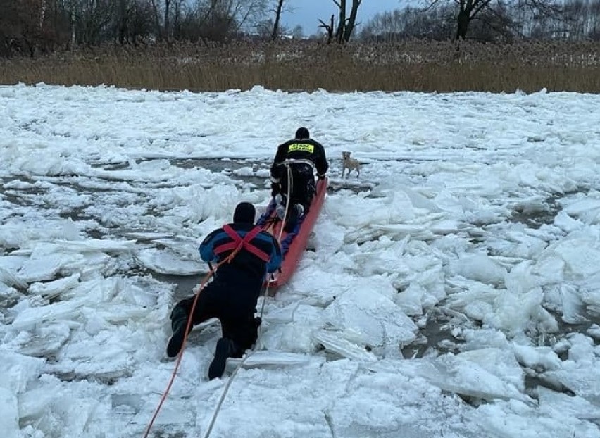 Kołobrzescy strażacy uratowali psa, który znalazł się na krze