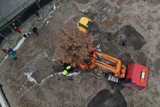 Niesamowite! Zamiast wycinać, posadzili nowe drzewo. W centrum Krakowa