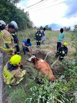 Nowa Wieś. Strażacy ratowali krowę uwięzioną w głębokim rowie 