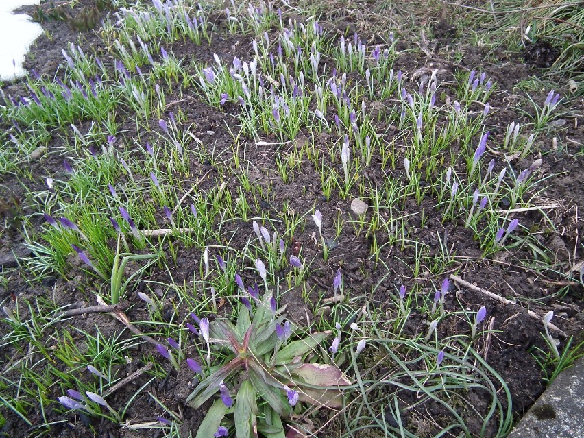 Ze  śniegu wychodzą już po raz drugi wiosenne kwiaty [ZDJĘCIA]