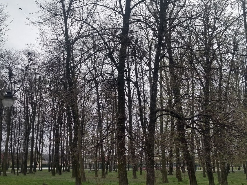 Park Miejski w Kańczudze, z którego usunięto gniazda...