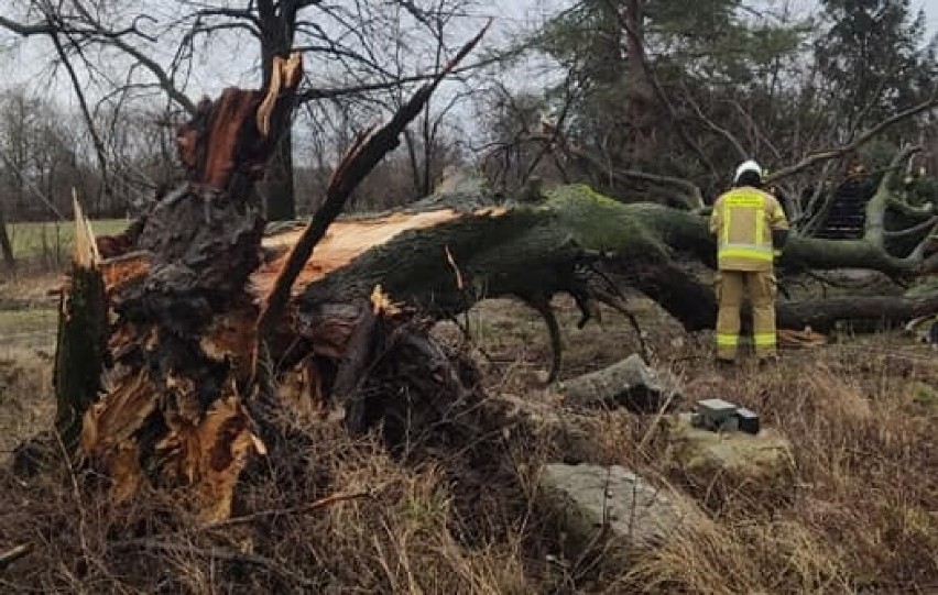 W miejscowości Nowa Wola w gminie Rusiec drzew przewróciło...