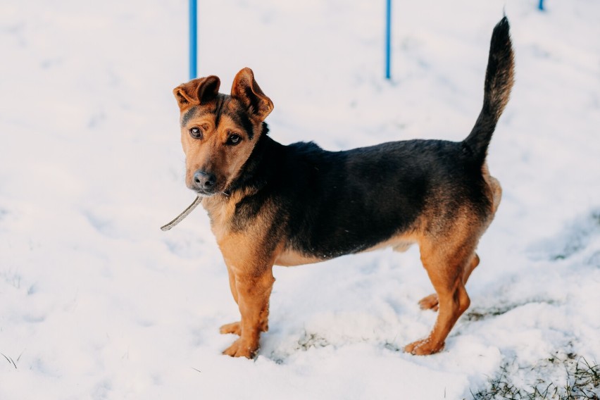 Kao wrócił z adopcji po DWÓCH LATACH. Niestety, jego...