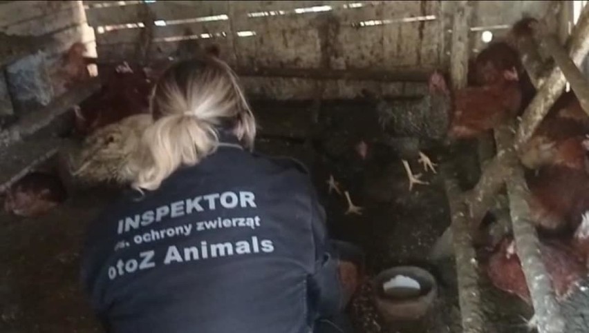 Inspektorzy OTOZ Animals interweniowali w sprawie kaczek i...