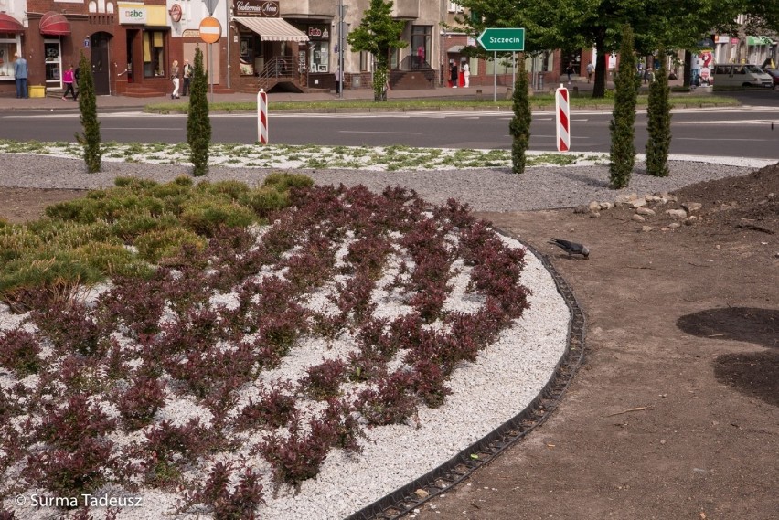 Stargardzkie centrum się zmienia. Tak wyglądają roślinki na rondzie [ZDJĘCIA]