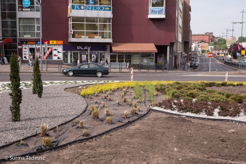 Stargardzkie centrum się zmienia. Tak wyglądają roślinki na rondzie [ZDJĘCIA]