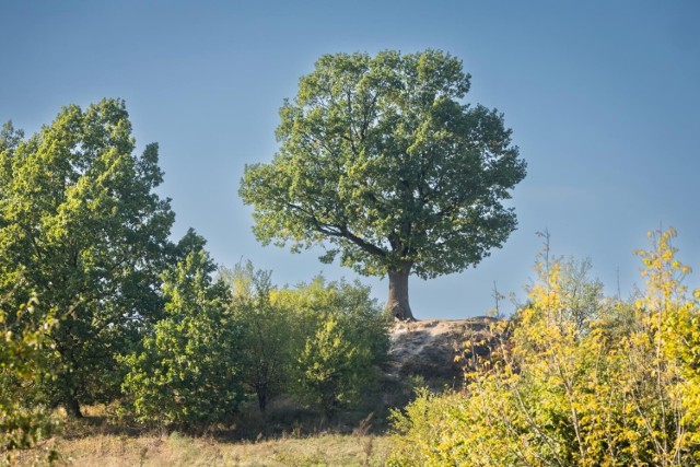 Bydgoskim Drzewem Roku został dąb szypułkowy na Zboczu Fordońskim