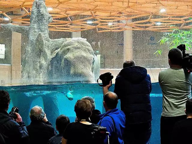 Opóźniające się otwarcie Orientarium to wymierne straty dla zoo, ale też dla całego miasta. Co miesiąc około 100 tys. osób powinno zostawiać w Łodzi swoje pieniądze.

Na zdjęciu: kąpiel słonia Aleksandra, jednego z mieszkańców Orientarium

CZYTAJ DALEJ>>>
.
