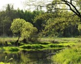 Goleniowianka z pierwszą nagrodą w konkursie fotograficznym "Leśne pejzaże" 