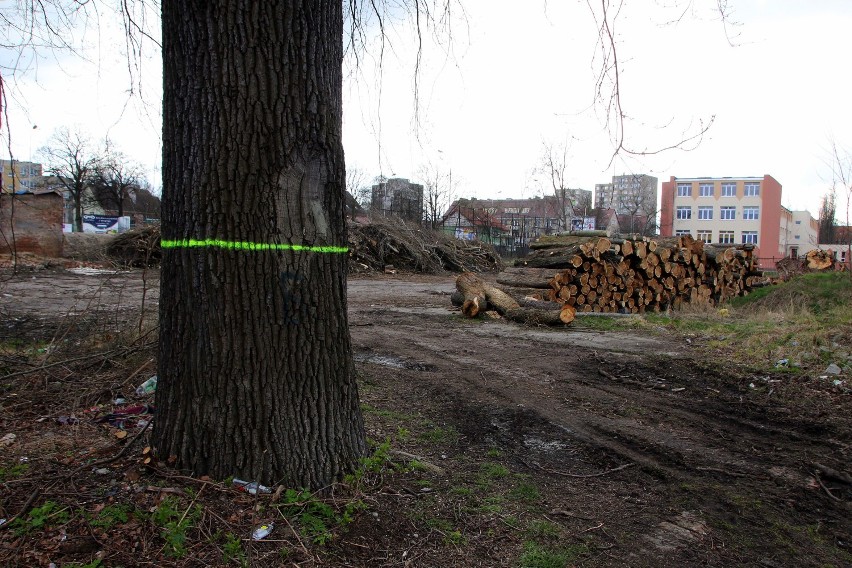 Po ścięciu drzew przy ulicy Długiej w Zielonej Górze [zdjęcia]