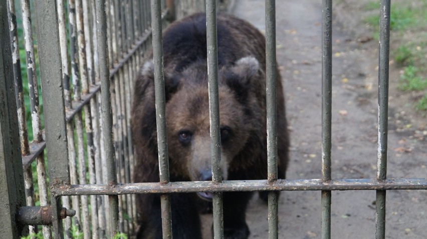 Sprawdzamy, co słychać u mieszkańców bydgoskiego ZOO [wideo, zdjęcia] 