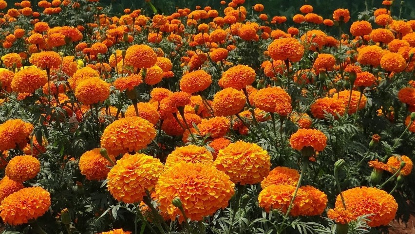 Aksamitki należą do najbardziej popularnych kwiatów...