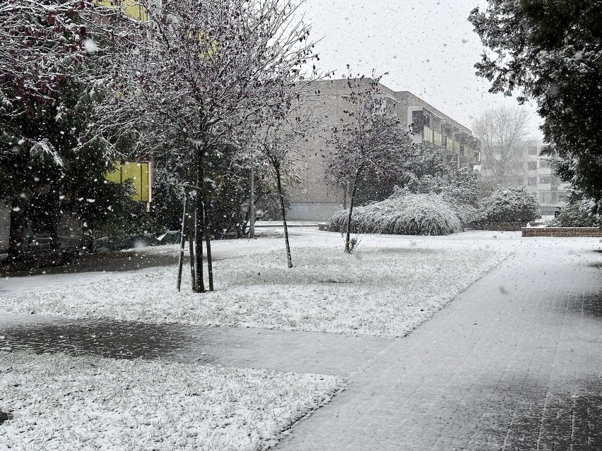 W Koninie spadł pierwszy śnieg. Jaka pogoda w najbliższych dniach? Będzie chłodno i mokro 
