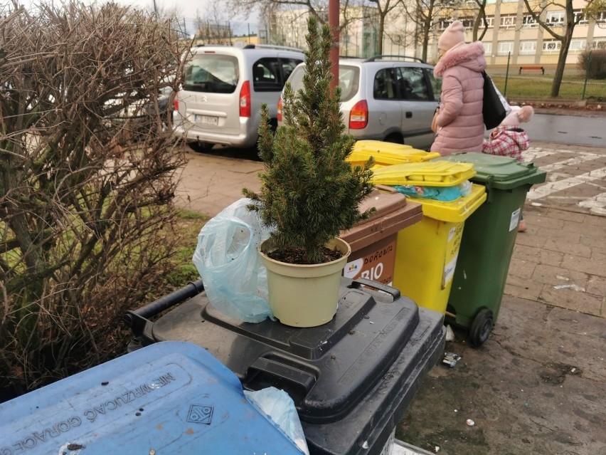 Choinki po świętach najczęściej trafiają na śmietnik, a...