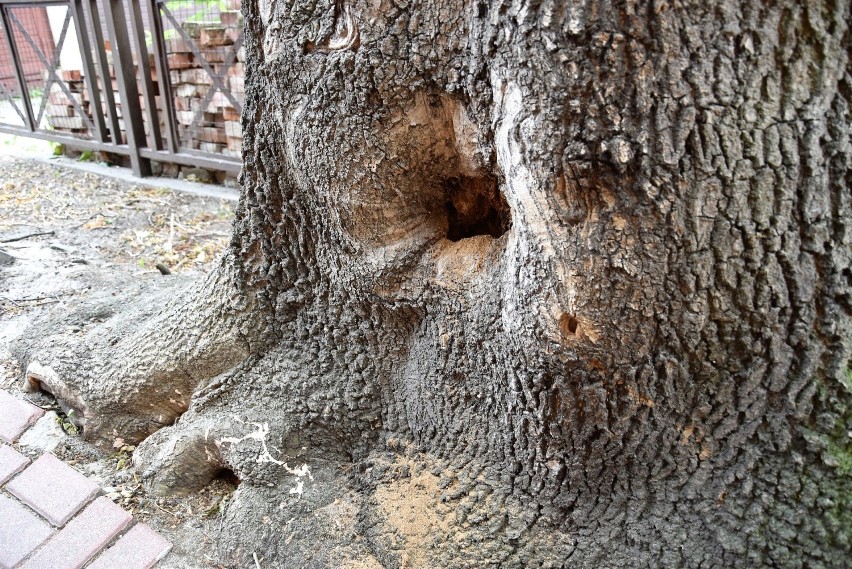 Wycinka drzew na terenie domu dziecka na Pasiece w Opolu....