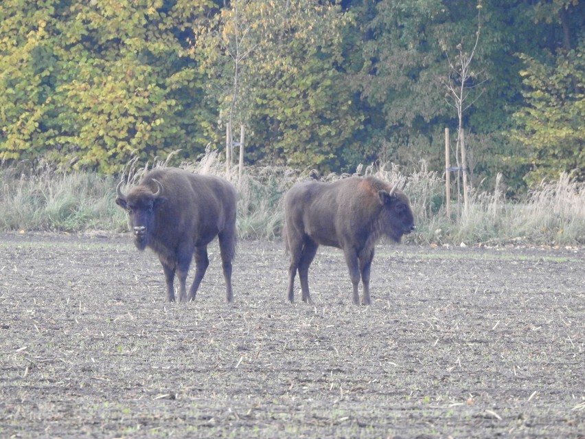 Żubry udało się sfotografować Arturowi Lange, jednemu z...