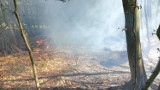 Pożar lasu w Egiertowie. Gasiło go strażacy z OSP Hopowo, Egiertowo, Somonino i JRG Kartuzy. Ktoś zostawił rozpalone ognisko?