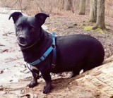 Z hotelu dla psów w Pomieczynie uciekł czarny kundelek Maluszek - właścicielka prosi o pomoc w odnalezieniu pupila