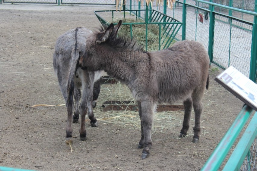 Osły w Starym Zoo poczuły wiosnę