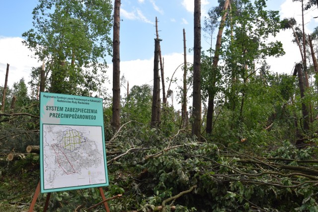 Trąba powietrzna w okolicach Kuźni Raciborskiej zniszczyła ponad 1500 ha lasu