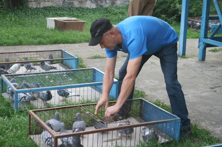Hodowcy gołębi pocztowych z Radziejowa zakończyli sezon lotów sportowych dla gołębi dorosłych