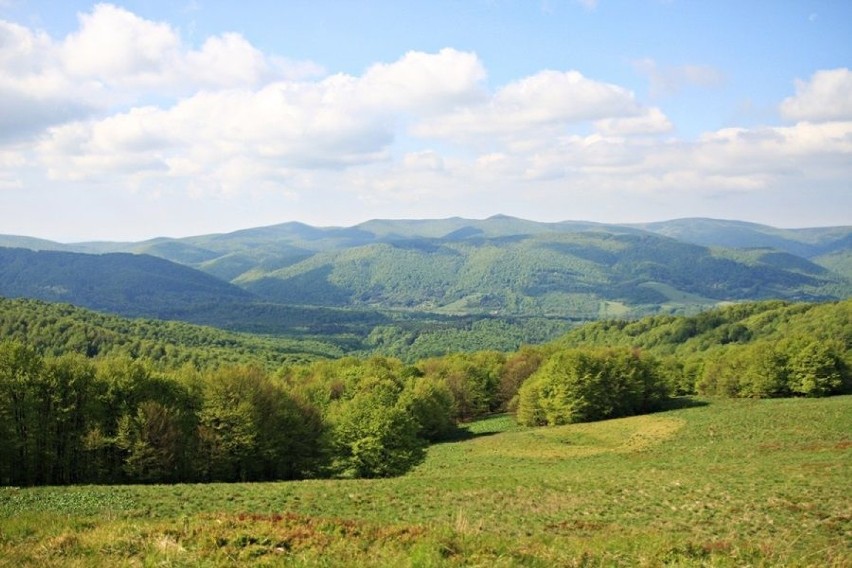 Zbocza Bieszczadów w 60% porastają lasy, głównie bukowe i...
