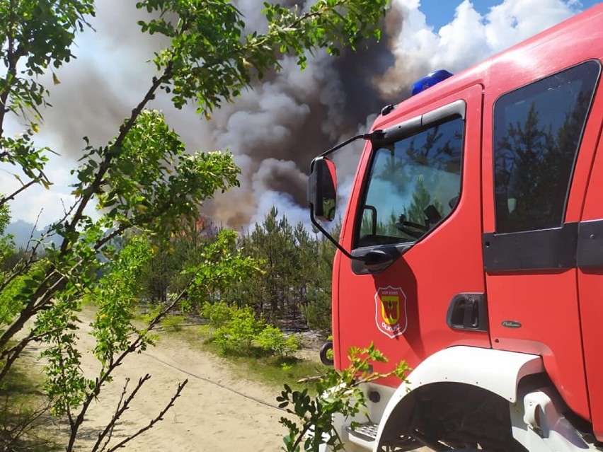 Pożary strawiły 3 hektary lasu w Olkuszu. Następnego dnia...
