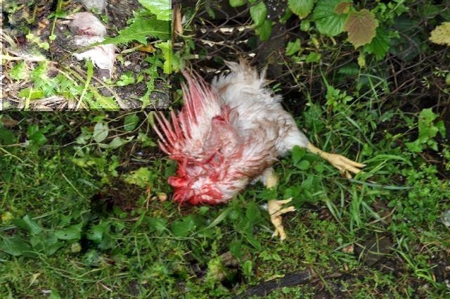 Kraśnik: Zabił cztery kury, chciał zabić ich właściciela