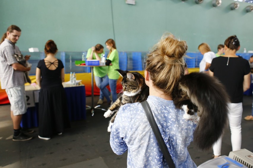 Międzynarodowa Wystawa Kotów Rasowych 2018. Kocie piękności...