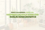 Kwiaty dla każdego – nasze TOP5 niezniszczalnych kwiatów i roślin