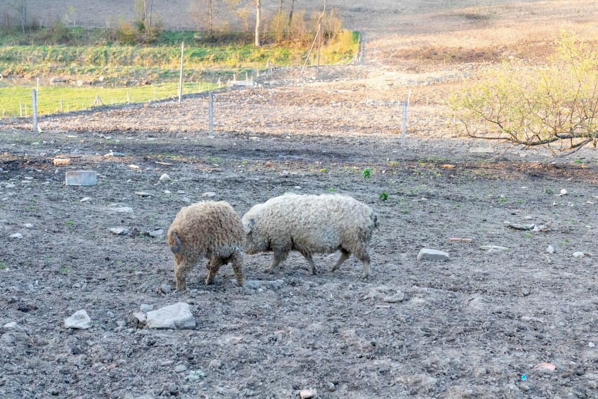 Skrzyżowanie świni i owcy? Nietypowe zwierzęta hoduje rolnik niedaleko Krempnej. Mięso z Mangalic jest zdrowsze niż tran! [FOTO]