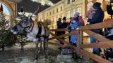 W Miasteczku Lapońskim tłumy, bo kolejny raz pojawiły się żywe renifery i wielbłąd Alladyn! To prawdziwa atrakcja dla mieszkańców