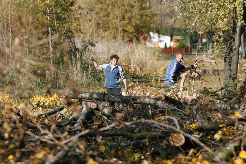 Sosnowiec: Trwa wycinka drzew na Stawikach. MOSiR zapowiada, że to początek prac [ZDJĘCIA]