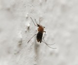 Komary przenoszą groźnego pasożyta z psa na człowieka - także w Polsce!