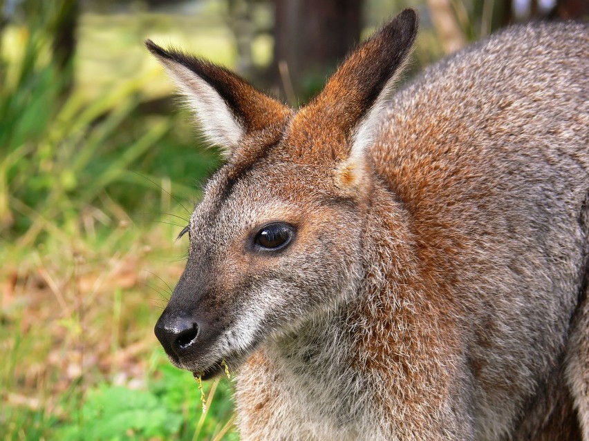 Walabia Benetta

Występowanie: Tasmania

Ta skomplikowana...