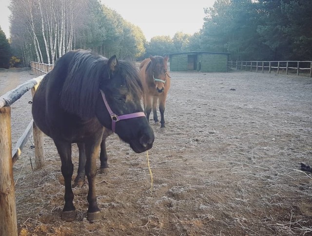 Fundacja Inter Pares z Rodzonego straciła dwa konie służące do hipoterapii. Najprawdopodobniej zostały otrute