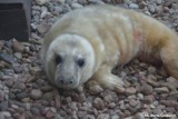 Foka Ewa została mamą! 6.03.2019 r., w helskim fokarium, narodziło się pierwsze w tym roku młode. Znamy płeć, wymiary i imię malca!