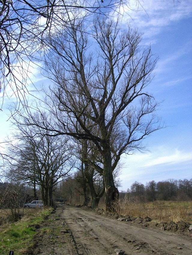 Wierzba, drzewo typowe dla krajobrazu Polski. Fot. Zdzisław Kwasek