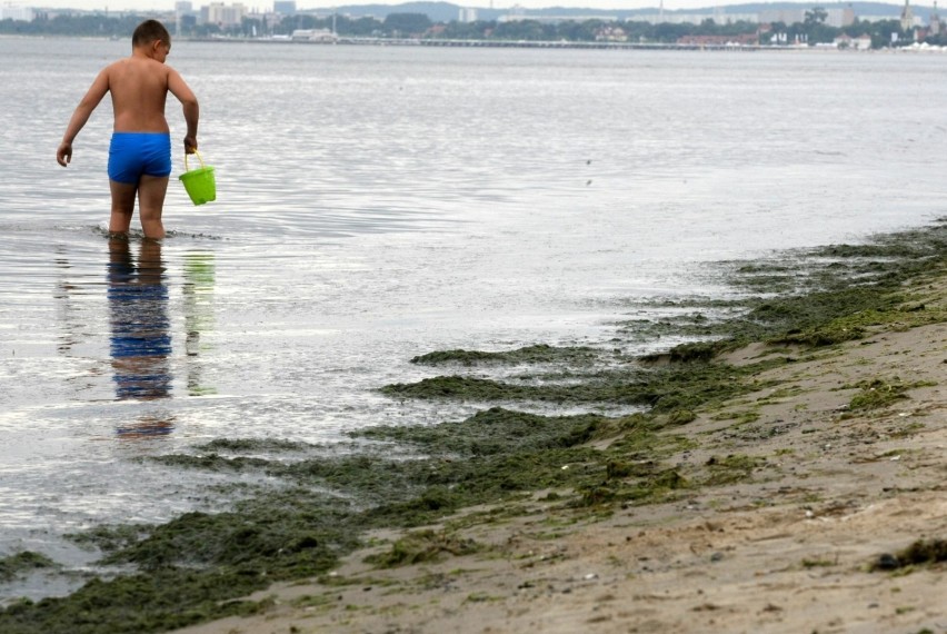 Glony sinice to częsty obrazek na bałtyckich plażach. Od...