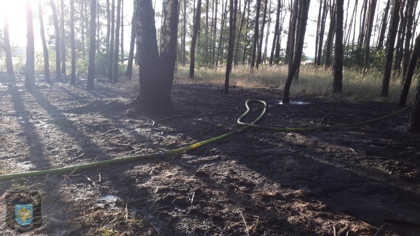 Pożar lasu przy lotnisku w Powidzu. Spaleniu uległo blisko 7 arów ściółki leśnej
